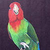 Animal Prisma