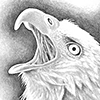 Eagle Drawing