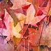 Leaf Splatters