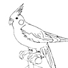 Cockatiel