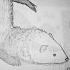 Ferret