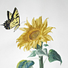 Sunflower Watercolor