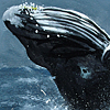 Whale Breach